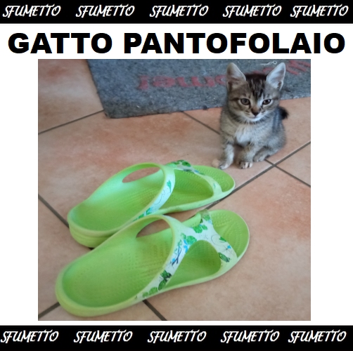 GATTO PANTOFOLAIO